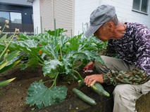 車庫脇に植えたズッキーニを収穫