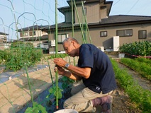 キュウリに高さ２㍍の蔓ネットえを設置