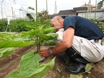 ナスの脇芽を摘み取る