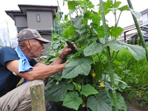 次々と実を着けるキュウリの収穫