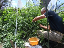 雨除けシート下で実を着けるトマトの収穫