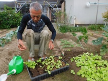 種床から山東菜の苗を取り上げ移植