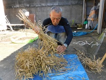 保存していた莢からのらぼう菜の種を採種