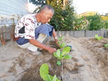 車庫脇に白菜の苗を定植