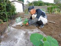 冬至かぼちゃ苗を定植
