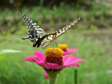 花と蝶