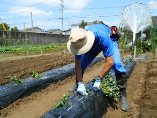 黒マルチ畝への平成２７の蔓苗の植え付け