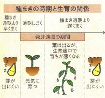 種播き時期と生育関係