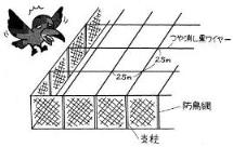 つや消し黒ワイヤーが防鳥効果／現代農業