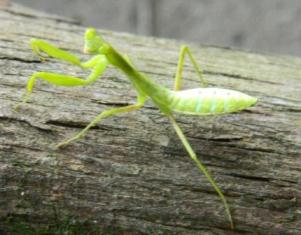 カマキリは草薮の狩人