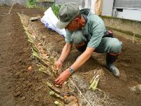 ネギ株根元に乾燥したミカンの皮を